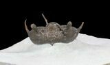 Rare Encrinurus Trilobite From Malvern England #39064-2